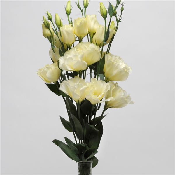 ABC™ 1 Yellow Lisianthus - Cutflower