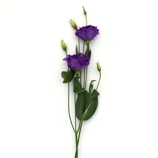 ABC™ 2 Blue Lisianthus - Single Stem, White Background