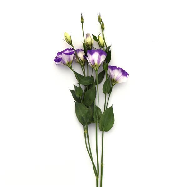 ABC™ 2 Blue Rim Lisianthus - Single Stem, White Background