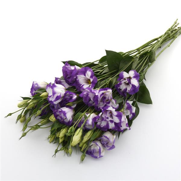 ABC™ 2 Blue Rim Lisianthus - Grower Bunch