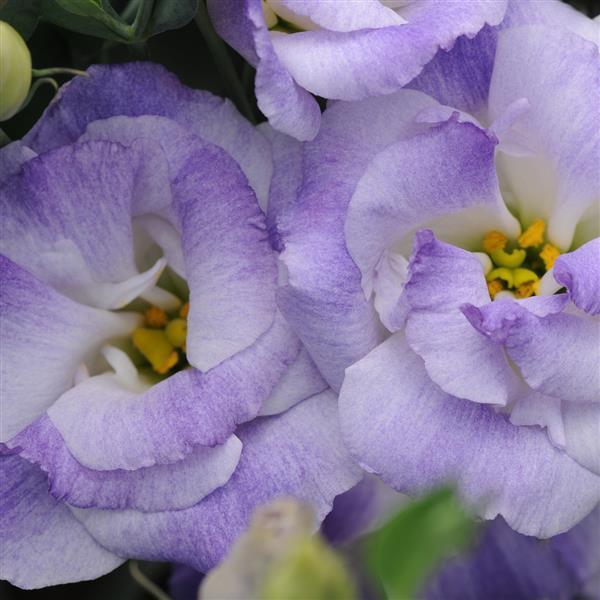 ABC™ 2 Misty Blue Lisianthus - Bloom