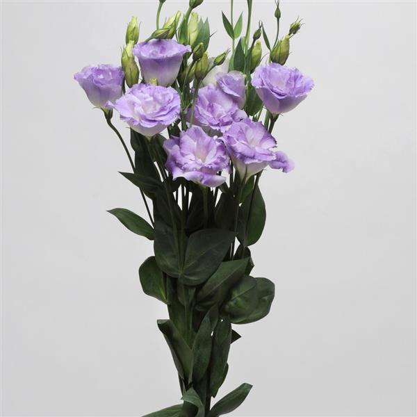 ABC™ 2 Misty Blue Lisianthus - Cutflower