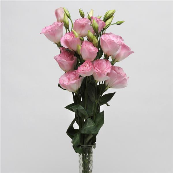 ABC™ 2 Misty Pink Lisianthus - Cutflower