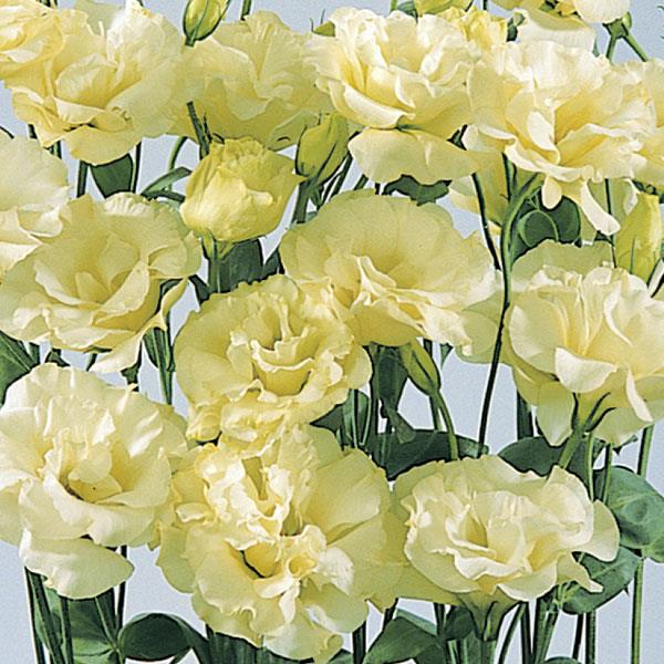ABC™ 2 Yellow Lisianthus - Bloom