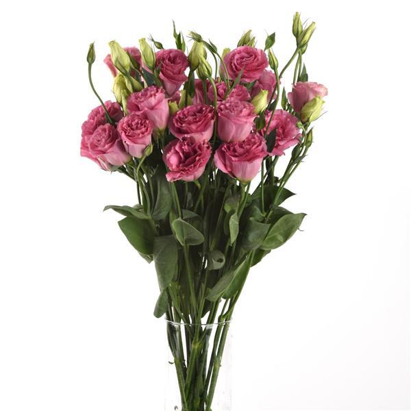 ABC™ 3 Rose Lisianthus - Mono Vase, White Background