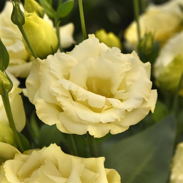 ABC™ 3 Yellow Lisianthus - Bloom