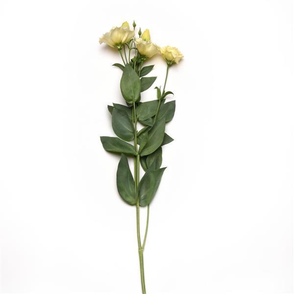 ABC™ 3 Yellow Lisianthus - Single Stem, White Background