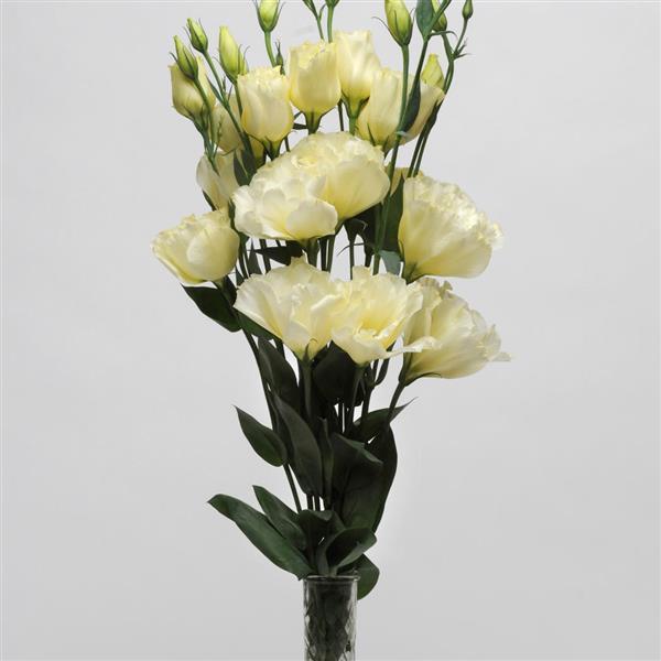 ABC™ 3 Yellow Lisianthus - Mono Vase, White Background