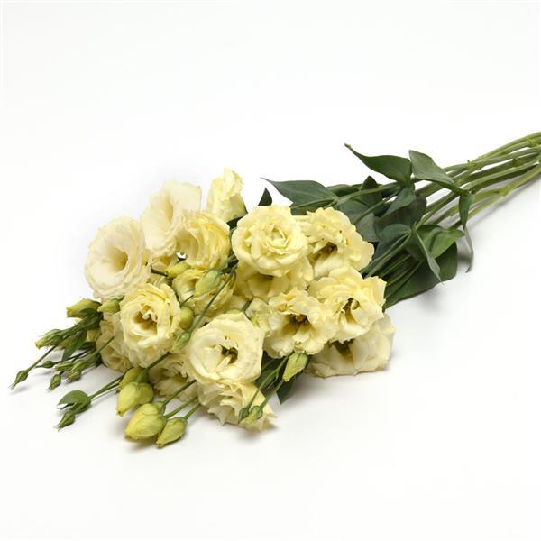 ABC™ 3 Yellow Lisianthus - Grower Bunch