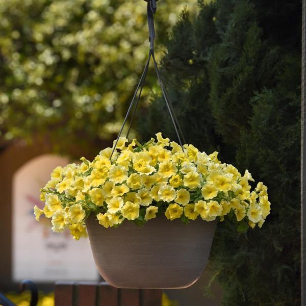 Caliburst™ Yellow Petchoa - Basket