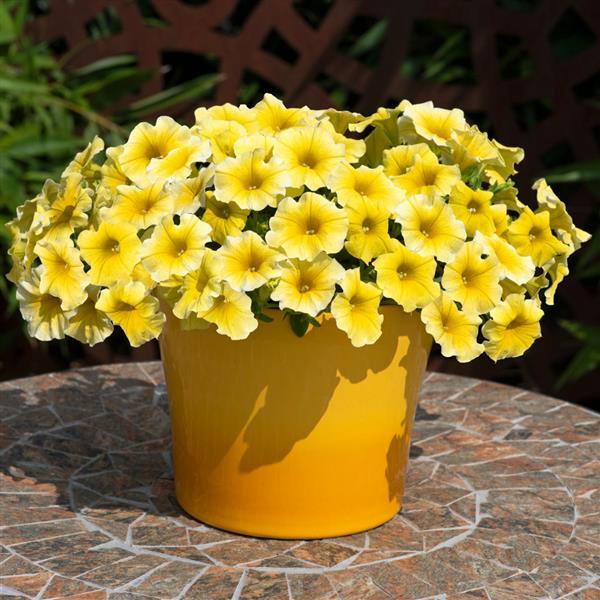 Caliburst™ Yellow Petchoa - Container