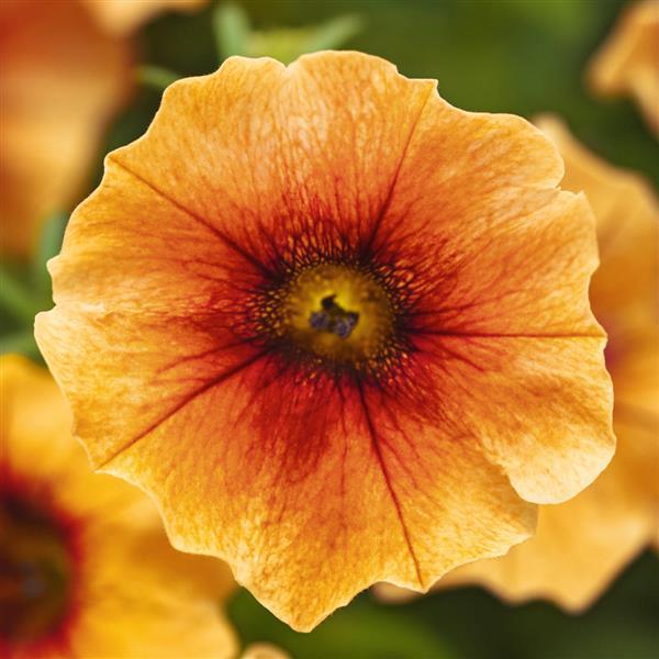 Caliburst™ Nectarine Petchoa - Bloom