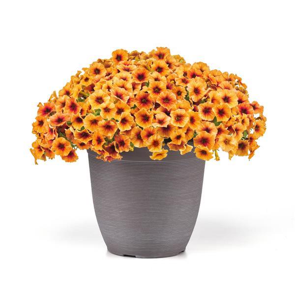 Caliburst™ Nectarine Petchoa - Container