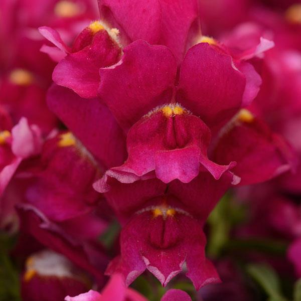 Snapshot™ Burgundy Snapdragon - Bloom