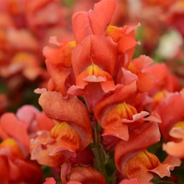 Snapshot™ Orange Snapdragon - Bloom