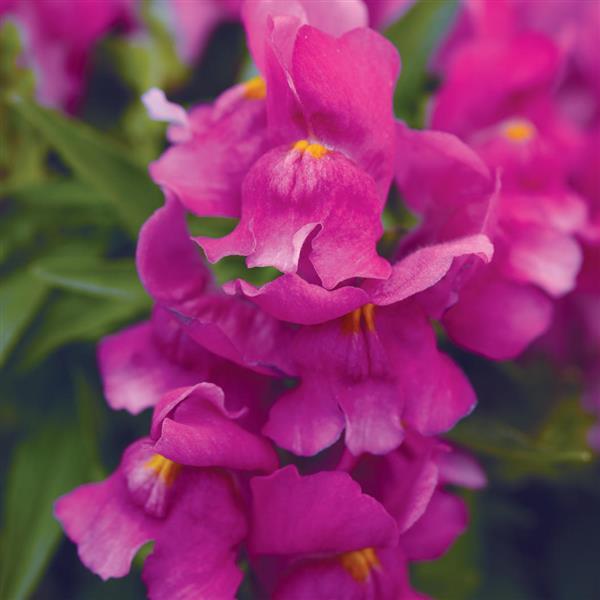 Snapshot™ Purple Snapdragon - Bloom