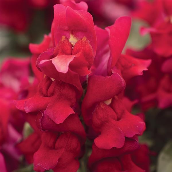 Snapshot™ Red Snapdragon - Bloom