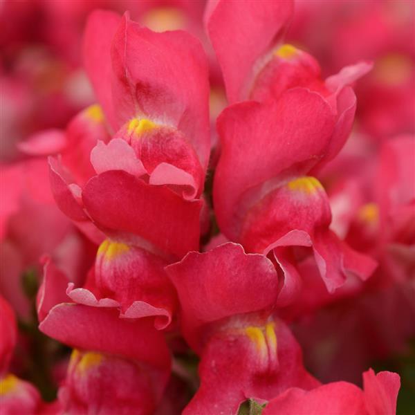 Snapshot™ Rose Snapdragon - Bloom
