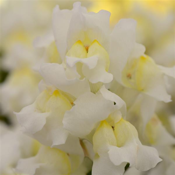 Snapshot™ White Snapdragon - Bloom