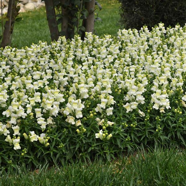 Snapshot™ White Snapdragon - Landscape