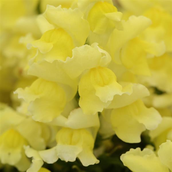 Snapshot™ Yellow Snapdragon - Bloom