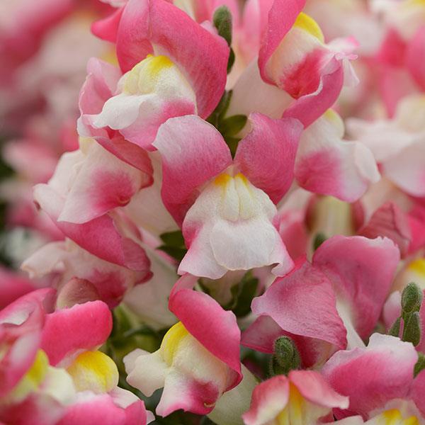 Snapshot™ Coral Bicolor Snapdragon - Bloom