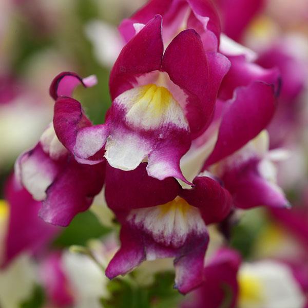 Snapshot™ Burgundy Bicolor Snapdragon - Bloom