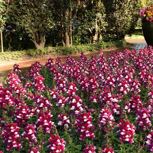 Snapshot™ Burgundy Bicolor Snapdragon - Landscape