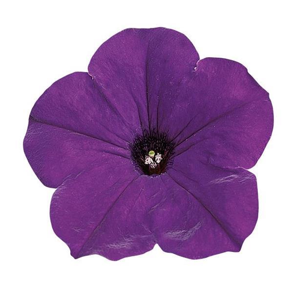 Easy Wave® Blue Spreading Petunia - Bloom
