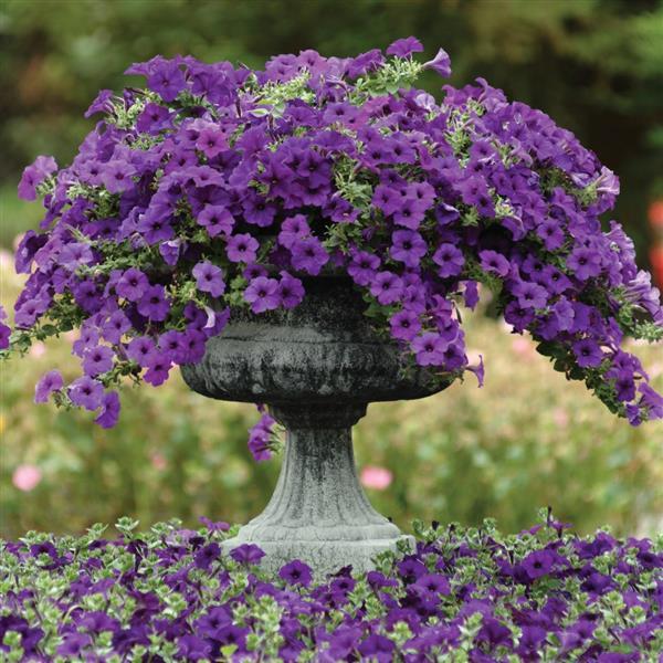 Easy Wave® Blue Spreading Petunia - Commercial Landscape 2
