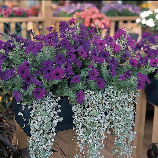 Easy Wave® Blue Spreading Petunia - Commercial Landscape 3