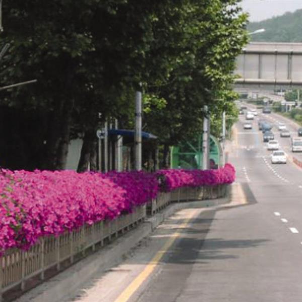 Easy Wave® Pink Spreading Petunia - Commercial Landscape 4