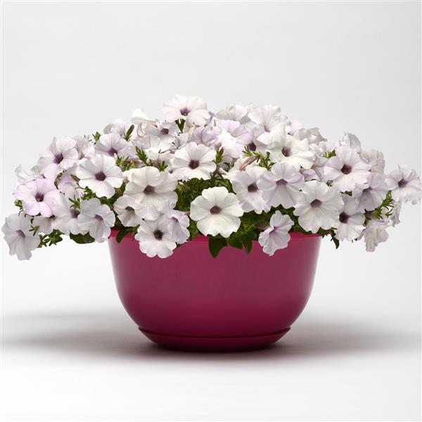 Easy Wave® Silver Spreading Petunia - Container