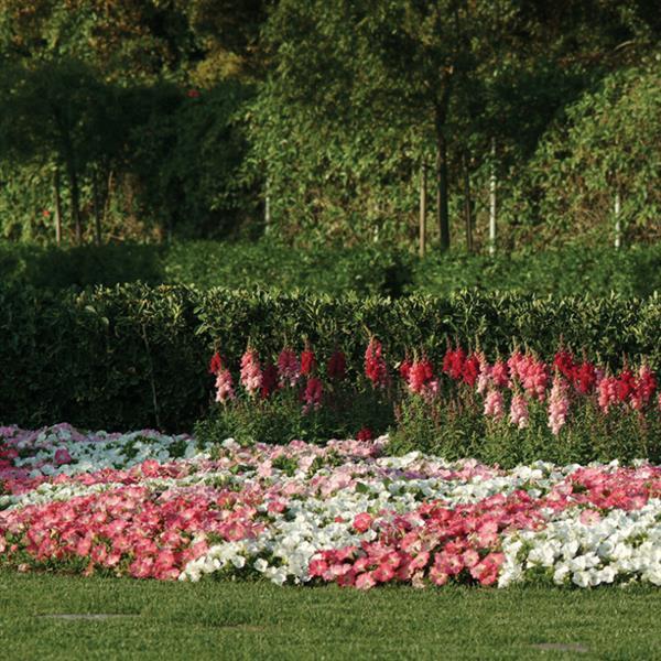 Easy Wave® Rosy Dawn Spreading Petunia - Commercial Landscape 3
