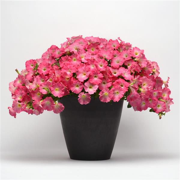 Easy Wave® Rosy Dawn Spreading Petunia - Container