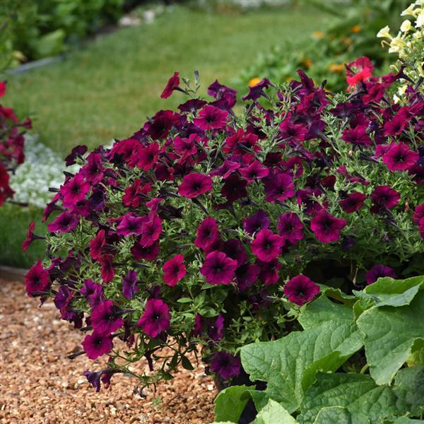 Easy Wave® Burgundy Velour Spreading Petunia - Landscape
