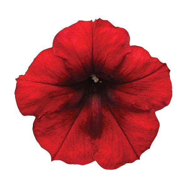 Easy Wave® Red Velour Spreading Petunia - Bloom