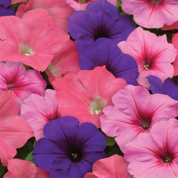 Easy Wave® Beachcomber Mixture Spreading Petunia - Bloom