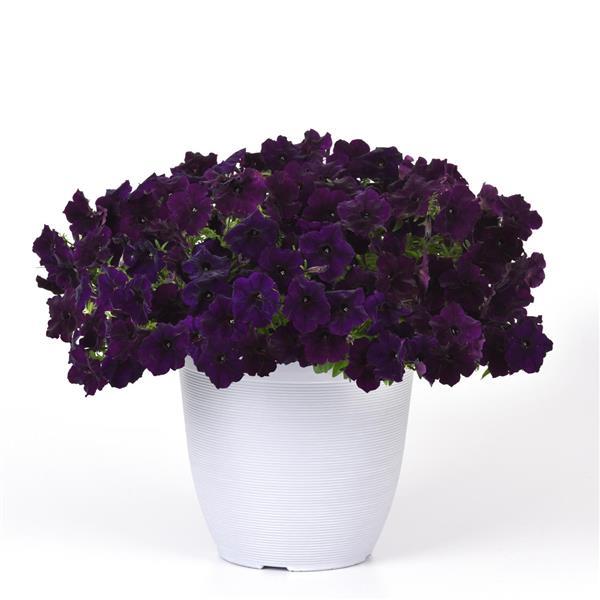 Easy Wave® Navy Velour Spreading Petunia - Container