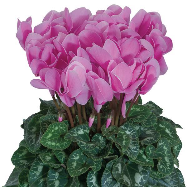 Halios® HD Lavender Cyclamen - Bloom