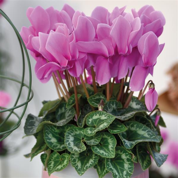 Halios® HD Lavender Cyclamen - Container