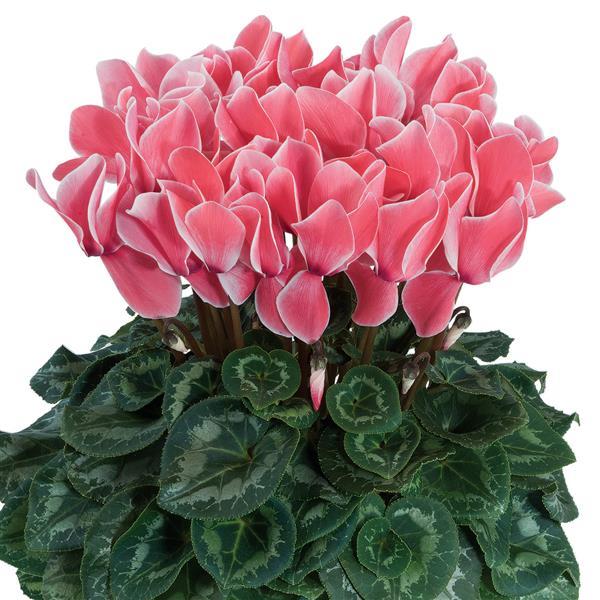 Halios® HD Salmon Flame Cyclamen - Bloom