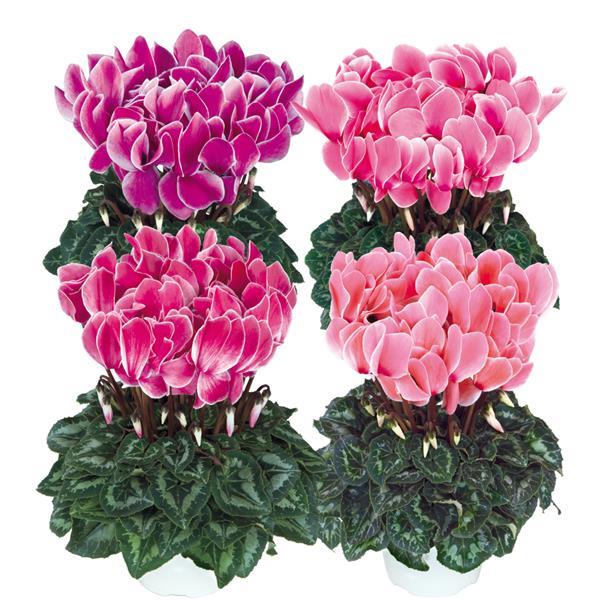Halios® HD Flame Mix Cyclamen - Bloom