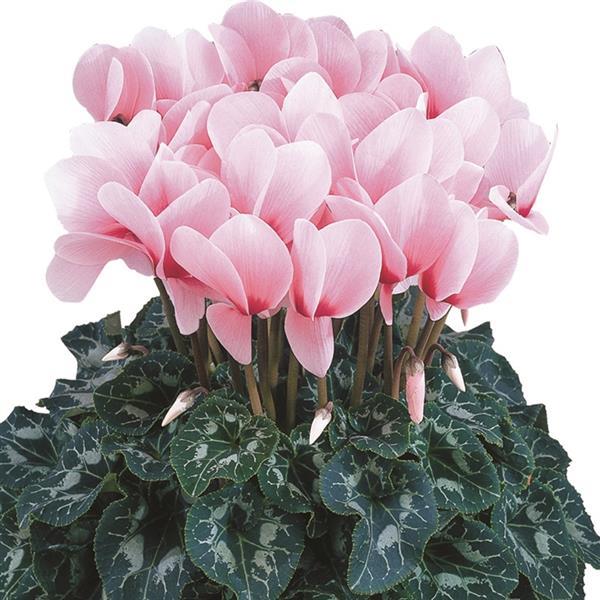 Halios® HD Dhiva Rose Eye Cyclamen - Bloom