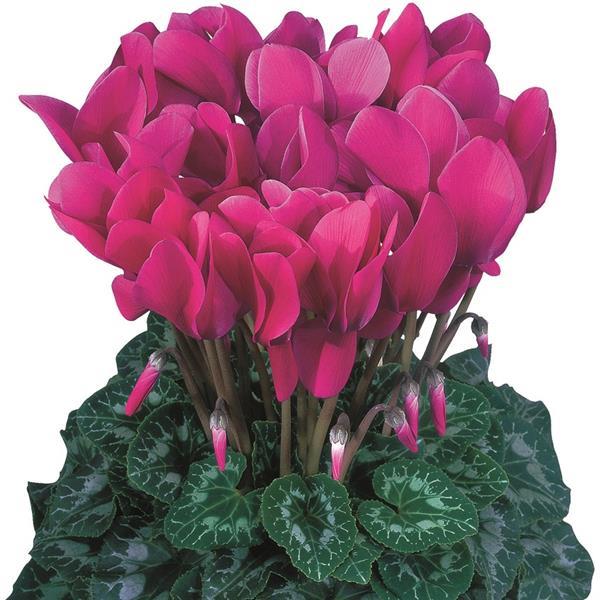 Halios® HD Dhiva Purple Cyclamen - Bloom
