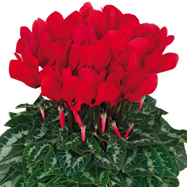 Halios® HD Bright Scarlet Cyclamen - Bloom