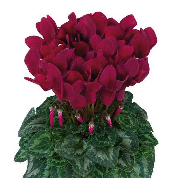 Halios® HD Deep Magenta Cyclamen - Bloom