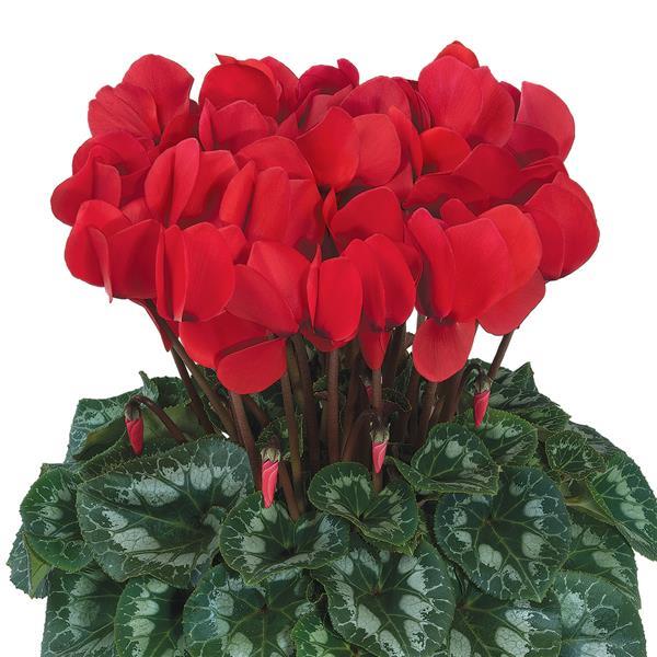 Halios® HD Red Rebelle® Cyclamen - Bloom