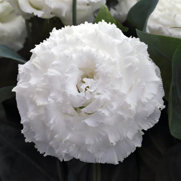 Corelli Sugoi 2 White Lisianthus