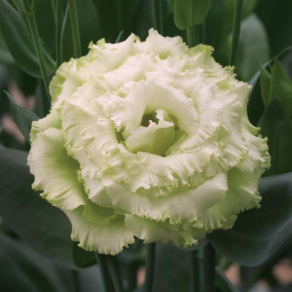 Corelli Sugoi 3 Green Lisianthus